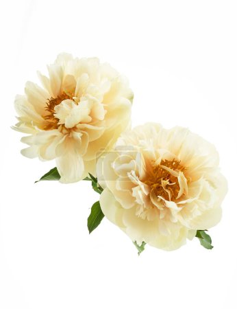 Two full bloom creamy peonies with green leaves isolated on a white background.
