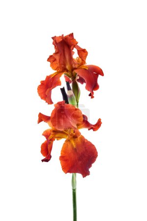 Eine auffällige orangefarbene Iris mit zarten Blütenblättern sticht vor weißem Hintergrund hervor.