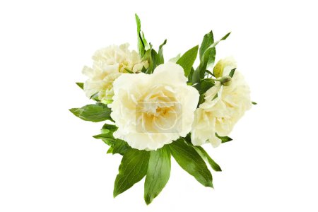 An elegant bouquet of white peonies with green leaves isolated on a white background.