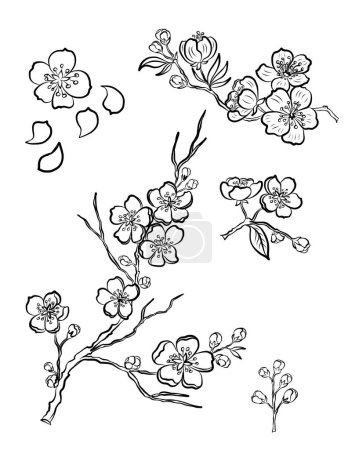 Illustration for Free hand Sakura flower vector set, Beautiful line art Peach blossom isolate on white background.Cherry blossom illustration set.Element for weding card or printing on backdrop. - Royalty Free Image