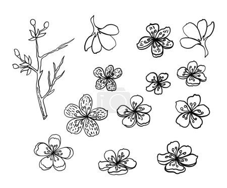 Free hand Sakura flower vector set, Beautiful line art Peach blossom isolate on white background.Branch of cherry blossom for painting on wallpaper or tattoo idea on background.