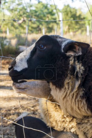 Téléchargez les photos : Moutons Beltex noirs et blancs dans un enclos derrière un filet métallique à la ferme gros plan - en image libre de droit