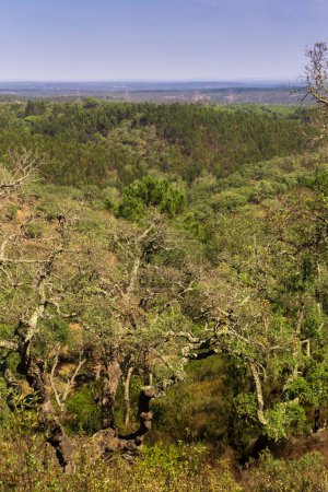 Téléchargez les photos : Vue sur les collines couvertes de forêts mixtes de chênes-lièges et de pins. Paysage - en image libre de droit