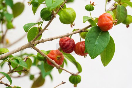 Photo for Ripening fruits of Surinam Cherry, Pitanga, Brazilian Cherry, Eugenia uniflora on a branch in the garden - Royalty Free Image