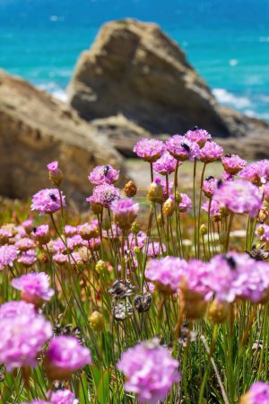 Photo for Pale pink flowers of Armeria on the turquoise ocean coast close up - Royalty Free Image