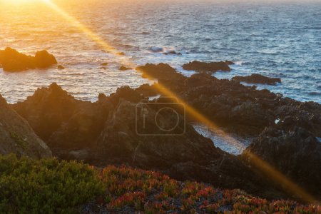Foto de Coast of the atlantic ocean covered with colorful succulents at sunset background - Imagen libre de derechos