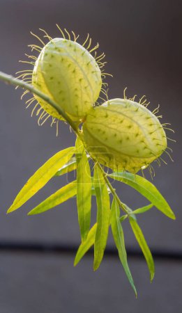 Foto de Ramas de Gomphocarpus fruticosus con bolas verdes con aire de cerca - Imagen libre de derechos