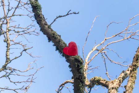 Foto de Corazón rojo en las ramas de los árboles contra el cielo claro - Imagen libre de derechos
