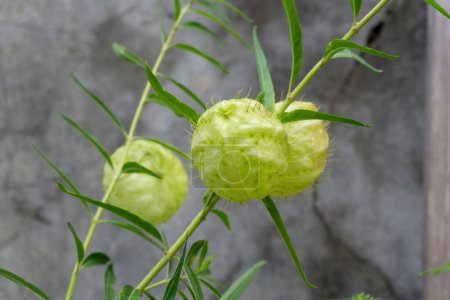 Foto de Ramas de Gomphocarpus fruticosus con bolas verdes con aire de cerca - Imagen libre de derechos