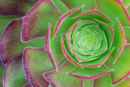 Photo for Green - violet succulent rosette background close up. Top view - Royalty Free Image