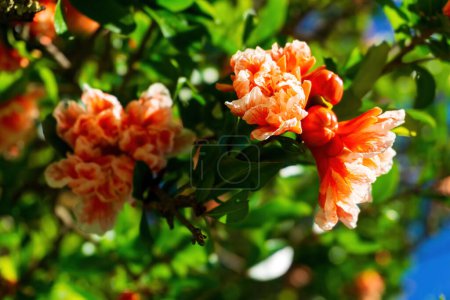Photo for Branches of a blooming pomegranate with white - orange flowers on a sunny day. Close up - Royalty Free Image