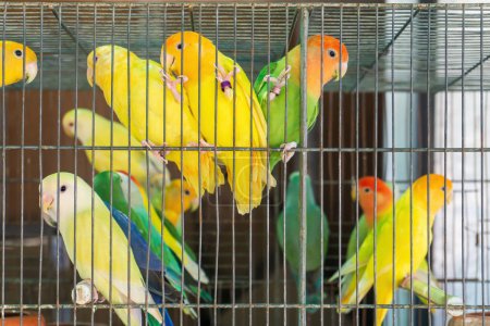 Foto de Little colorful parrots in a cage close up - Imagen libre de derechos