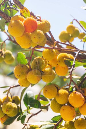 Photo for Yellow green ripening strawberry tree fruit on a branch in the garden - Royalty Free Image