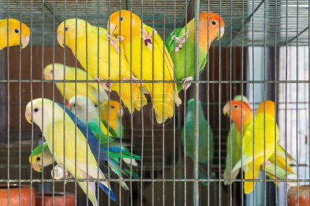 Foto de Little colorful parrots in a cage close up - Imagen libre de derechos