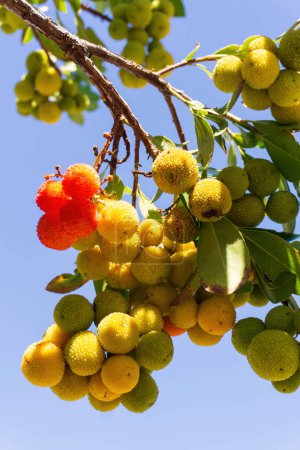 Yellow green ripening strawberry tree fruit on a branch in the garden