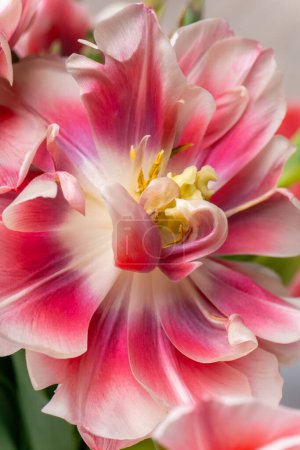 Photo for A closeup of a tulip flower with pink and white petals and a yellow center, displaying shades of peach and magenta - Royalty Free Image