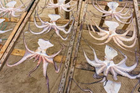Octopuses dries on a net background