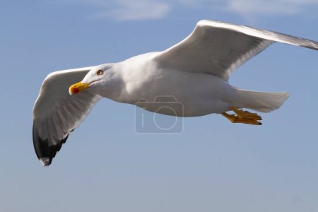 Seagull is flying in the blue sky. It is a seabird, usually grey and white. It takes live food (crabs and small fish)