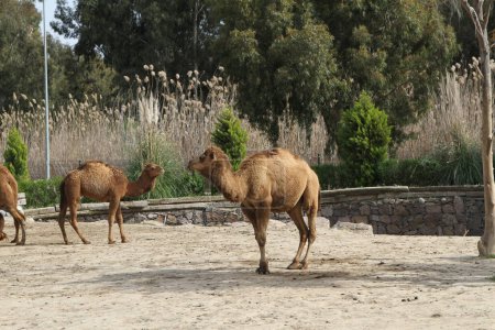 camello en el zoológico