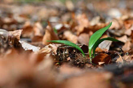 Photo for Beautiful healthy green wild garlic plant. Natural medicine - medicinal herb. (Allium ursinum) - Royalty Free Image