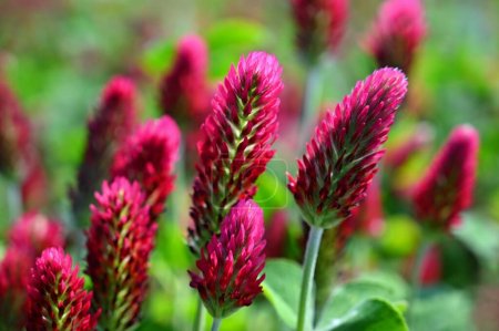 Foto de Hermosas flores rojas. Fondo de la naturaleza primavera. Trébol encarnado - Trifolium incarnatum - Imagen libre de derechos