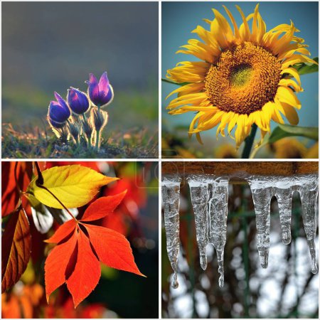 Collage der vier Jahreszeiten: Frühling, Sommer, Herbst, Winter.