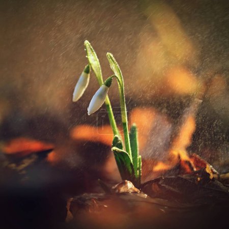 Spring colorful background with flower - plant. Beautiful nature in spring time. Snowdrop (Galanthus nivalis). Rain at sunset in the forest.