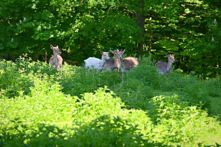 Beautiful animals in a wild nature. Fallow deer (Dama dama) Colorful natural background. Forest in Czechia.