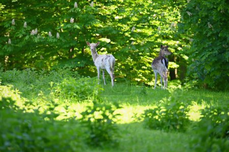 Schöne Tiere in einer wilden Natur. Damwild (Dama dama) Farbenfroher natürlicher Hintergrund. Wald in Tschechien.