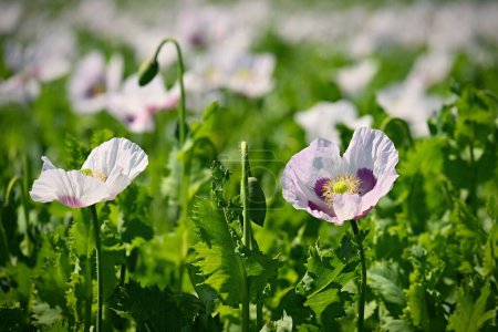 Hermosas flores de amapola blanca en el campo en verano al atardecer. Fondo y concepto de la naturaleza para la agricultura.