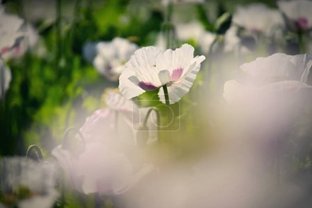 Beautiful white poppy flowers on the field in summer time at sunset. Nature background and concept for agriculture.