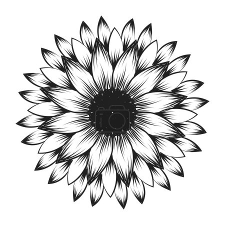 Ilustración de Esquema de girasol, Arte de línea de girasol, Dibujo de línea floral, ilustración vectorial de girasoles en blanco y negro - Imagen libre de derechos