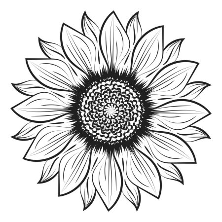 Ilustración de Esquema de girasol, Arte de línea de girasol, Dibujo de línea floral, ilustración vectorial de girasoles en blanco y negro - Imagen libre de derechos