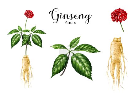 Photo for Ginseng plant watercolor illustration set. Hand drawn realistic organic natural Panax herb botanical vintage style image. Ginseng root, leaf, berry set. Traditional medical herb. Isolated elements. - Royalty Free Image