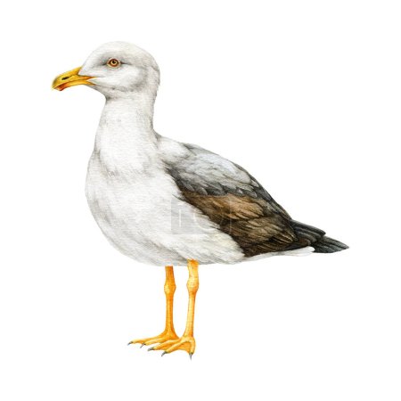 Photo for Seagull bird watercolor illustration. Hand drawn realistic gull sea, ocean marine avian image. Lesser black-backed gull illustration. Beautiful seagull element on white background. - Royalty Free Image