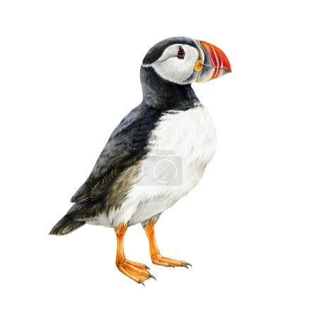 Photo for Puffin bird watercolor illustration. Hand drawn Atlantic wildlife marine wildlife animal. Puffin realistic illustration element on white background. Northern fuzzy bird with bright colored beak. - Royalty Free Image