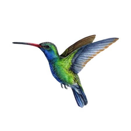 Hummingbird watercolor illustration. Hand drawn beautiful tiny flying bird. Bright green and blue colored hummingbird illustration. Realistic wildlife avian close up illustration. White background.