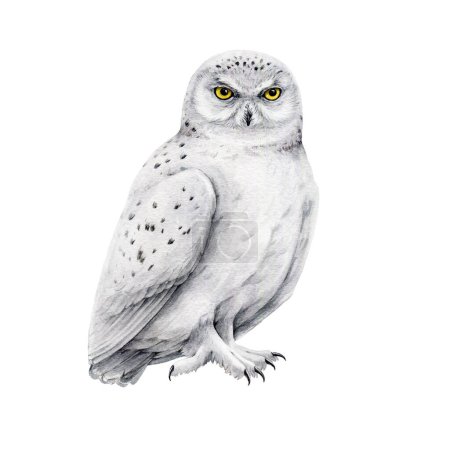 Snowy owl bird watercolor illustration. Hand drawn realistic white owl single element. Wildlife arctic avian. Polar predator bird. Isolated on white background.