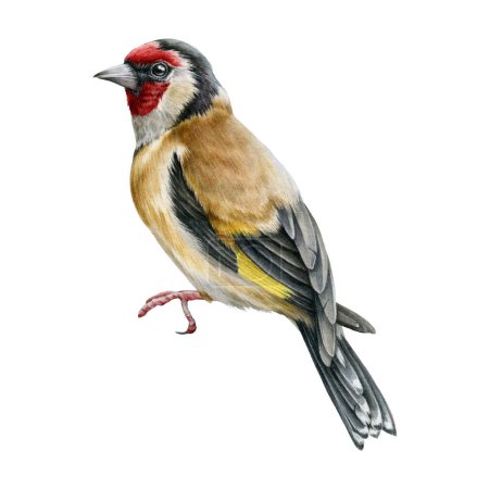 Stieglitz. Handgezeichnetes Aquarell realistisches Gartenvogelbild. Winziger Waldvogel. Einheitliche europäische Stieglitz kleine Vogel Illustration auf weißem Hintergrund.