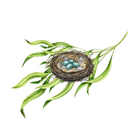 Photo for Garden bird nest on the tree branch. Realistic watercolor illustration. Hand drawn robin natural habitat. Bird cozy nest made of sticks, dry grass, feathers with blue egg laying. White background. - Royalty Free Image