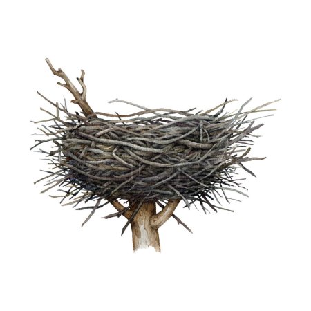 Big bird, eagle or stork nest on the tree top. Watercolor illustration. Hand drawn wildlife nature element. Bird nest from sticks and branches on the tree top. Isolated on white background.