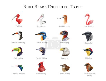 Bird beaks different types illustration set. Hand drawn various bird beak chart sorted by feeding type. Beautiful birds with different bills. Big colorful table for nature study, teaching, explore.