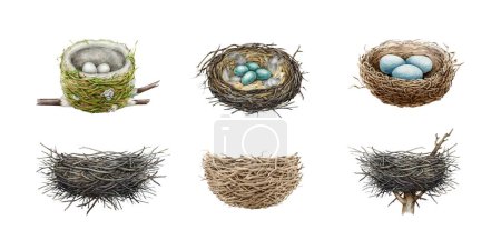 Photo for Birds nest hand drawn illustration big set. Watercolor realistic detailed bird natural houses made of sticks, dry grass, straw, branches. Various nests with eggs and empty element collection. - Royalty Free Image