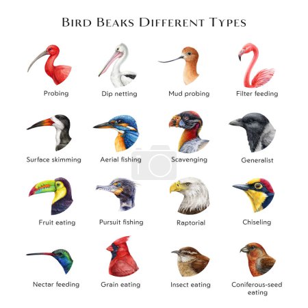 Photo for Bird beaks different types illustration set. Hand drawn various bird beak set sorted by feeding type. Beautiful birds with different bills collection. Big colorful table for nature study, teaching. - Royalty Free Image