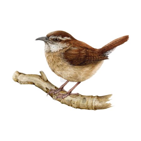 Photo for Carolina wren on the branch. Watercolor illustration. Tiny cute American native songbird image. Hand drawn realistic backyard bird detailed image. Carolina wren perched on the tree branch element. - Royalty Free Image