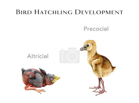 Tabla de estudio de desarrollo de eclosión de aves. Acuarela ilustración dibujada a mano. Diferencia entre polluelos de pájaros bebés. Anidaciones altriciales y precoces para el estudio de las ciencias zoológicas.