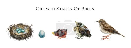 Growth stages of birds scheme. Watercolor hand drawn illustration. Stages of bird development from egg to hatchling and adult thrush bird. Zoology study illustrated table.