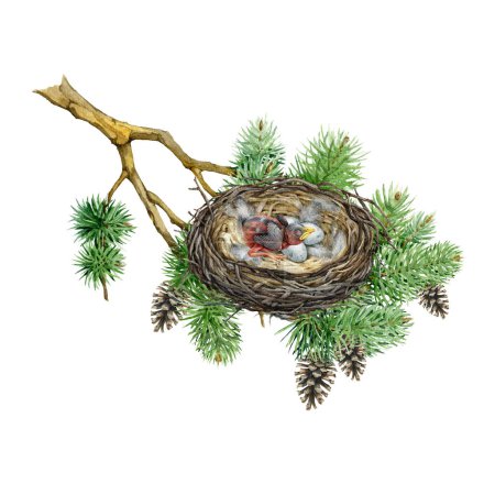Tree branch with bird nest. Watercolor illustration. Pine branch with cozy nest, newborn baby chick, eggs inside. Wildlife nature scene. Isolated on white background.