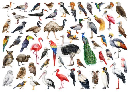 Bird watercolor illustration big set. Hand drawn various birds collection. Birds of the world set. Different avian illustrations. Ostrich, peacock, duck, woodpecker, pelican, eagle, owl elements.