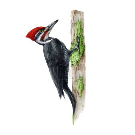 Woodpecker bird on the tree trunk. Watercolor illustration. Hand drawn pileated woodpecker wildlife avian. North America native wild bird. Pecker detailed portrait isolated on white background.
